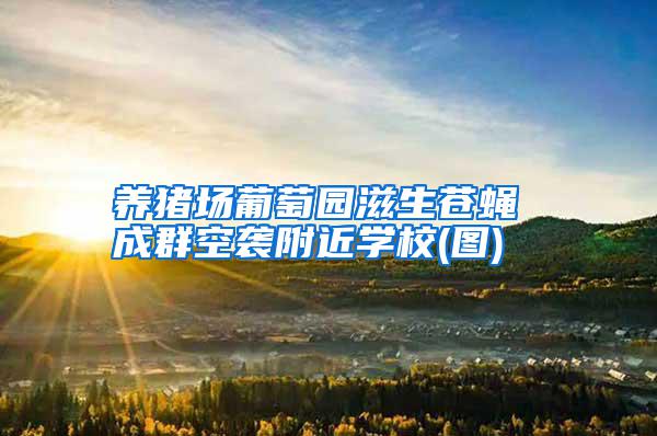 養(yǎng)豬場(chǎng)葡萄園滋生蒼蠅 成群空襲附近學(xué)校(圖)