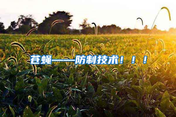 蒼蠅——防制技術！！！