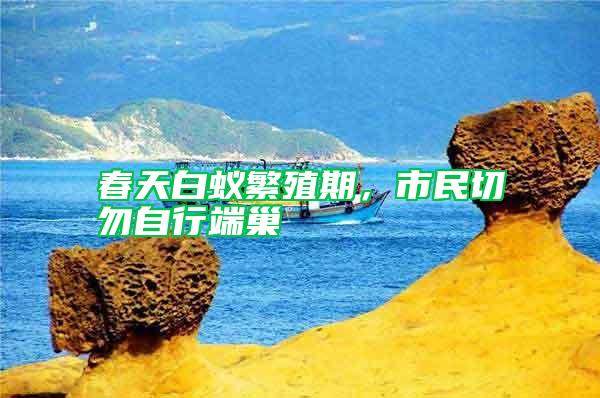 春天白蟻繁殖期，市民切勿自行端巢