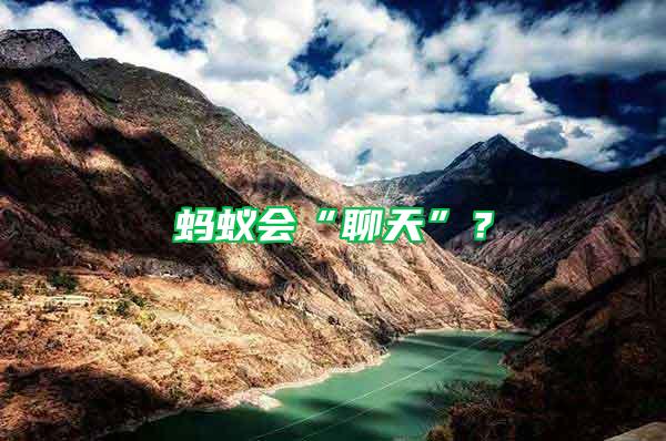 螞蟻會“聊天”？