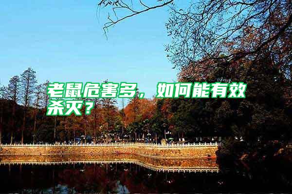 老鼠危害多，如何能有效殺滅？