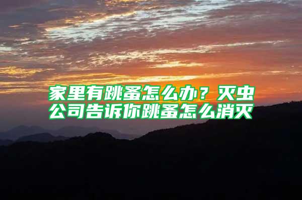 家里有跳蚤怎么辦？滅蟲公司告訴你跳蚤怎么消滅