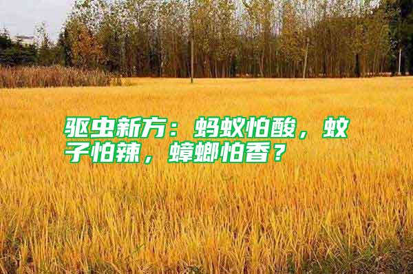 驅(qū)蟲(chóng)新方：螞蟻怕酸，蚊子怕辣，蟑螂怕香？