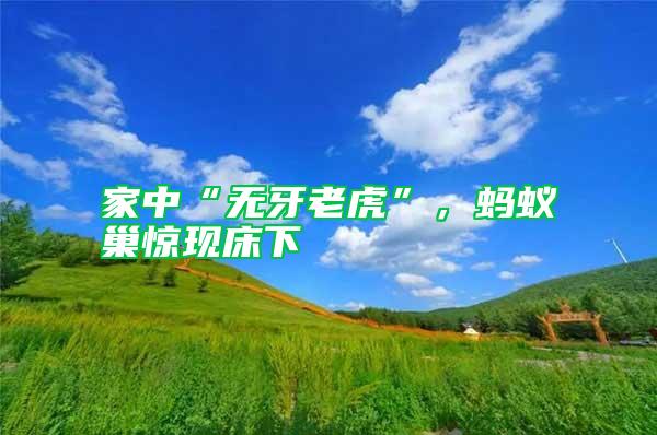 家中“無牙老虎”，螞蟻巢驚現(xiàn)床下