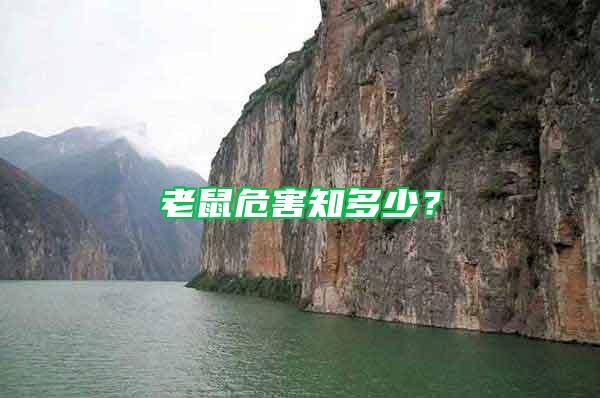 老鼠危害知多少？