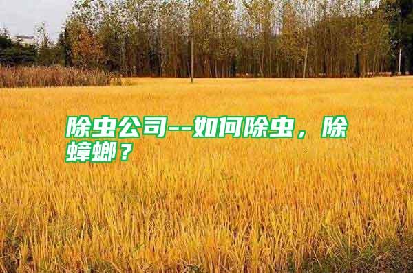 除蟲公司--如何除蟲，除蟑螂？