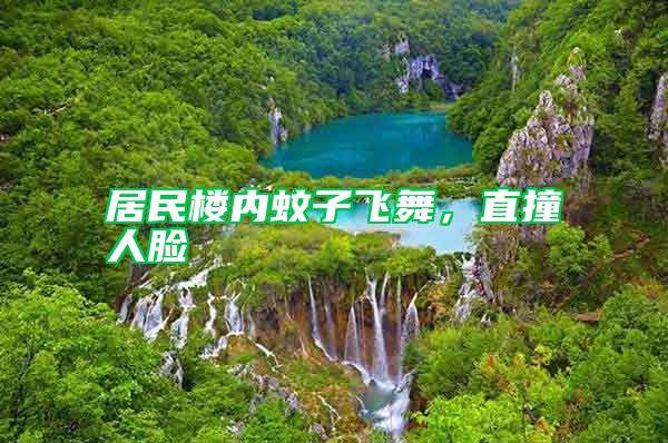 居民樓內(nèi)蚊子飛舞，直撞人臉
