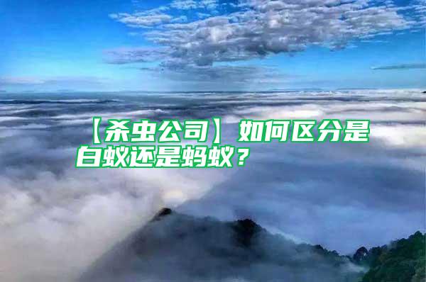 【殺蟲公司】如何區分是白蟻還是螞蟻？