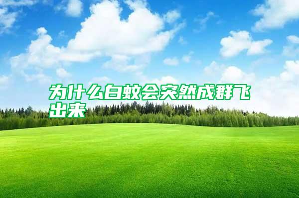 為什么白蚊會(huì)突然成群飛出來