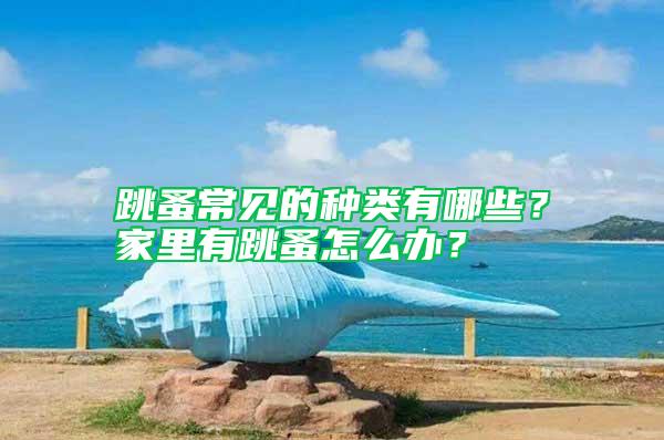 跳蚤常見的種類有哪些？家里有跳蚤怎么辦？