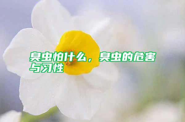 臭蟲怕什么，臭蟲的危害與習性