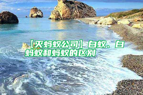 【滅螞蟻公司】白蟻、白螞蟻和螞蟻的區別