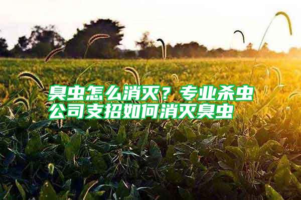 臭蟲怎么消滅？專業殺蟲公司支招如何消滅臭蟲