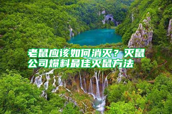 老鼠應該如何消滅？滅鼠公司爆料最佳滅鼠方法