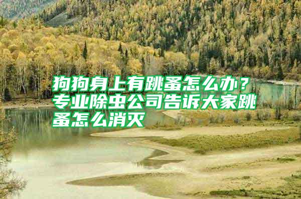 狗狗身上有跳蚤怎么辦？專業除蟲公司告訴大家跳蚤怎么消滅