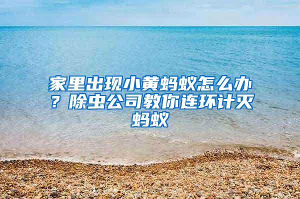家里出現小黃螞蟻怎么辦？除蟲公司教你連環計滅螞蟻