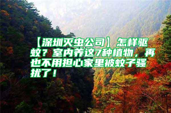 【深圳滅蟲公司】怎樣驅蚊？室內養這7種植物，再也不用擔心家里被蚊子騷擾了！