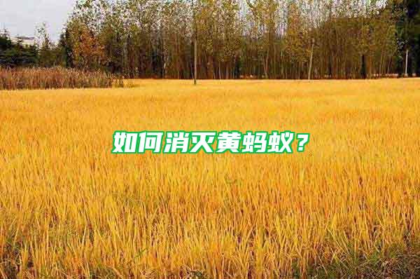 如何消滅黃螞蟻？