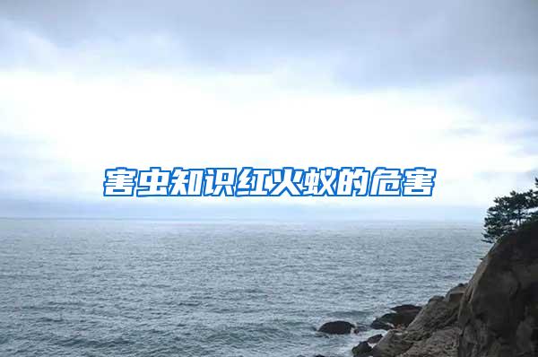 害蟲知識(shí)紅火蟻的危害