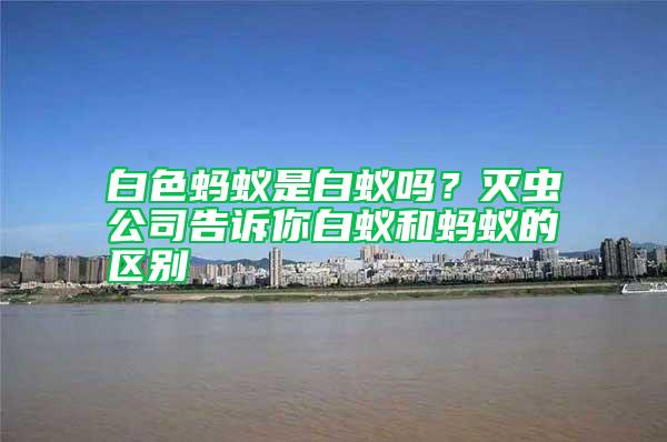 白色螞蟻是白蟻嗎？滅蟲公司告訴你白蟻和螞蟻的區(qū)別