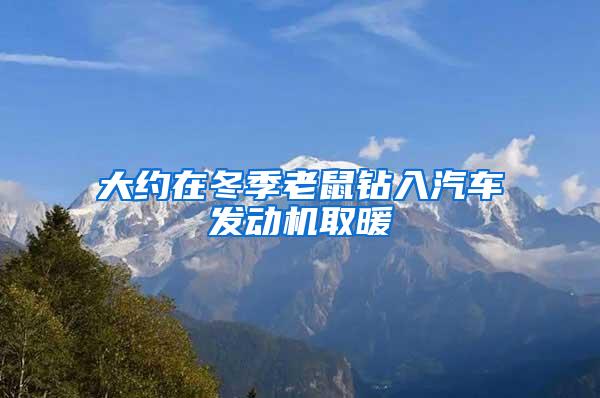 大約在冬季老鼠鉆入汽車發(fā)動機取暖
