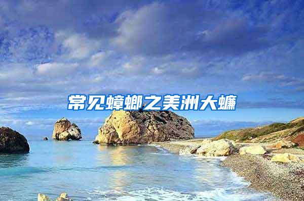 常見(jiàn)蟑螂之美洲大蠊
