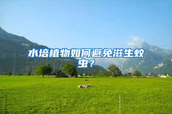 水培植物如何避免滋生蚊蟲？