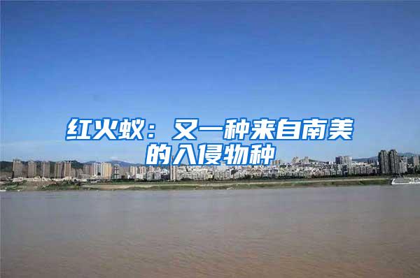 紅火蟻:又一種來自南美的入侵物種