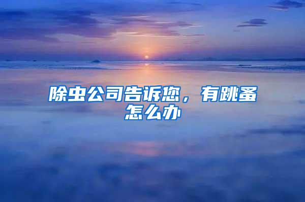 除蟲(chóng)公司告訴您，有跳蚤怎么辦