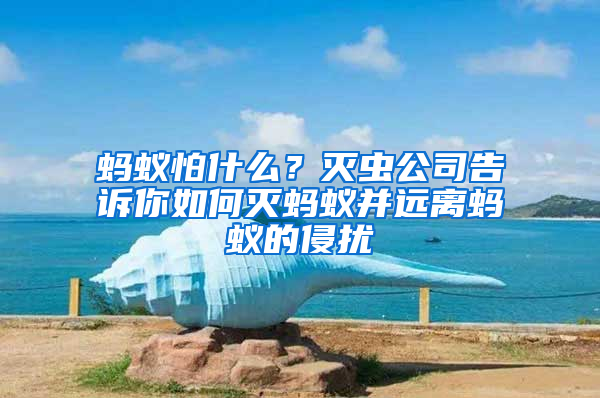 螞蟻怕什么？滅蟲公司告訴你如何滅螞蟻并遠離螞蟻的侵擾