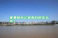 家里和辦公室有白蟻怎么辦？