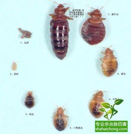 除蟲(chóng)公司防治臭蟲(chóng)有高招