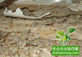 深圳白蟻防治白蟻對農作物、林木及園藝作物的危害