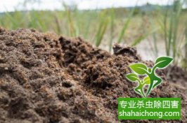 深圳白蟻防治：預防為主、防治結合、綜合治理