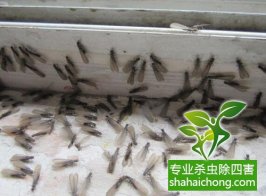 深圳白蟻防治公司 閑置房全封閉后怎么還有白蟻入侵？