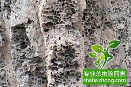 深圳白蟻防治公司：討論白蟻?zhàn)迦簻缰蜗到y(tǒng)防治保國寺古建筑群白蟻