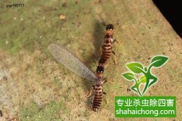 深圳白蟻防治告訴您白蟻和螞蟻有什么區(qū)別