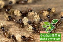 深圳白蟻防治白蟻對(duì)木質(zhì)用品的肆意侵襲，成了裝修后業(yè)主們的一塊心病