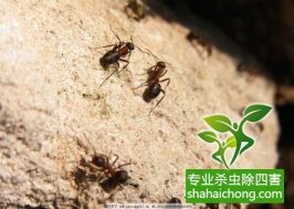 深圳白蟻防治：在操作過(guò)程中，蟻路破壞太嚴(yán)重