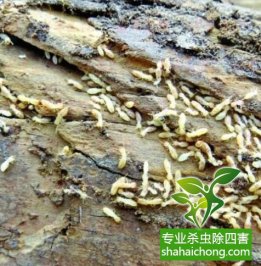深圳白蟻防治公司教你遇到白蟻該如何去處理，處理的方法有那些？