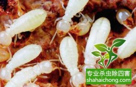 深圳白蟻防治白蟻生生把小區(qū)里一棵大樹(shù)給吃空了 應(yīng)及時(shí)聯(lián)系防治