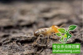 深圳白蟻防治；現(xiàn)在滅白蟻最好時機